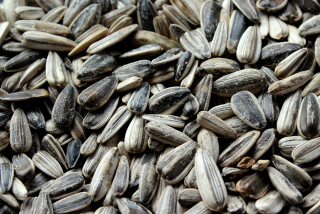 Slnečnica 20kg